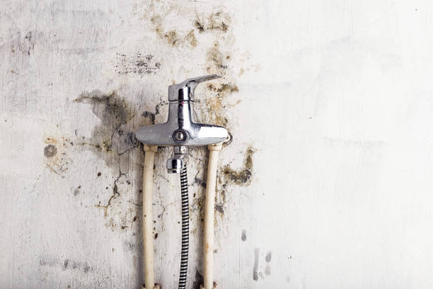 Best Same-Day Mold Removal  in Bellwood, VA