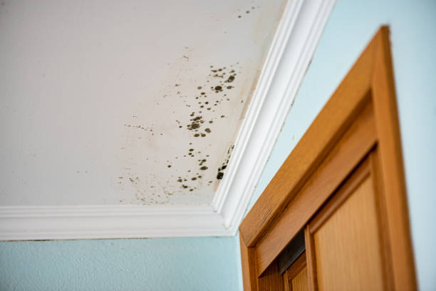Best Mold Damage Repair  in Bellwood, VA