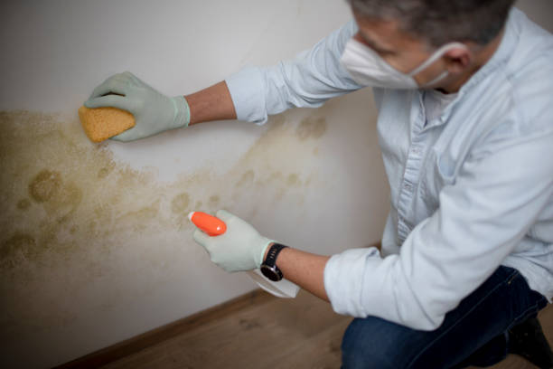 Best Toxic Mold Removal  in Bellwood, VA