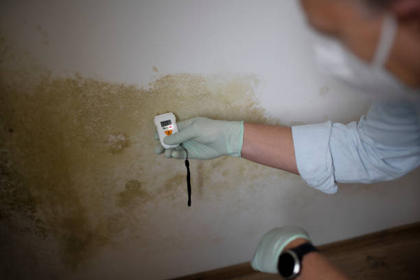 Bellwood, VA Mold Removal Company