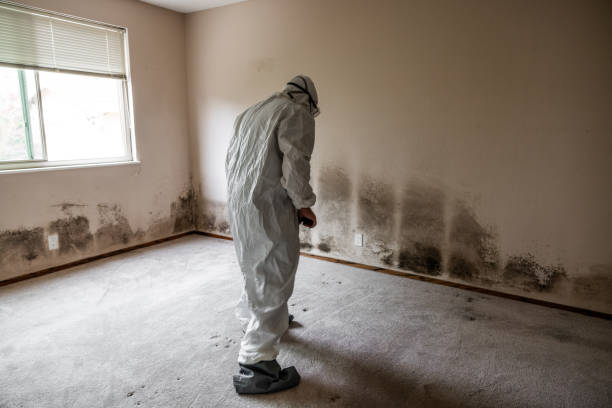 Best Emergency Mold Removal  in Bellwood, VA